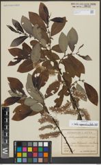 Foto von Salix appendiculata Vill.